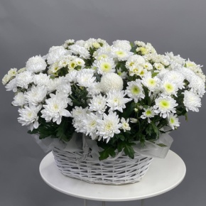 Композиция в корзине из микса хризантем в Истре