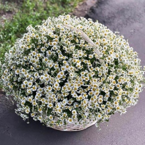 Композиция в корзине из 151 ромашки в Истре