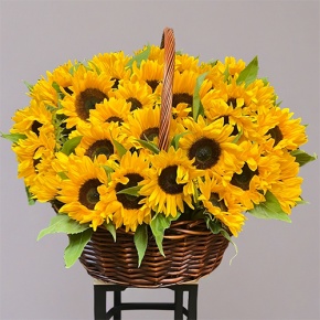 Композиция в корзине из 51 подсолнуха в Истре