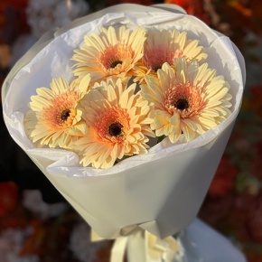Букет из 5 персиковых гербер в Истре
