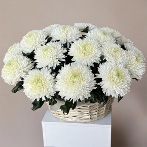 Композиция в корзине из 25 хризантем Магнум в Истре