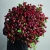 Монобукет из 75 кустовых роз Марун (70 см) в Истре