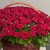 Композиция в корзине из 151 красной розы в Истре