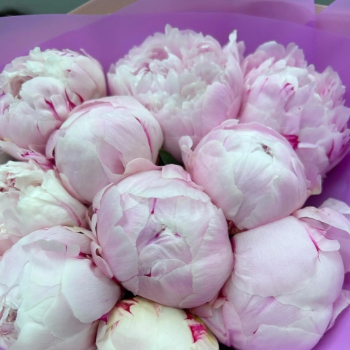Букет из 11 розовых  пионов Сара Бернар в Истре
