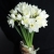 Букет из 25 нарциссов в Истре